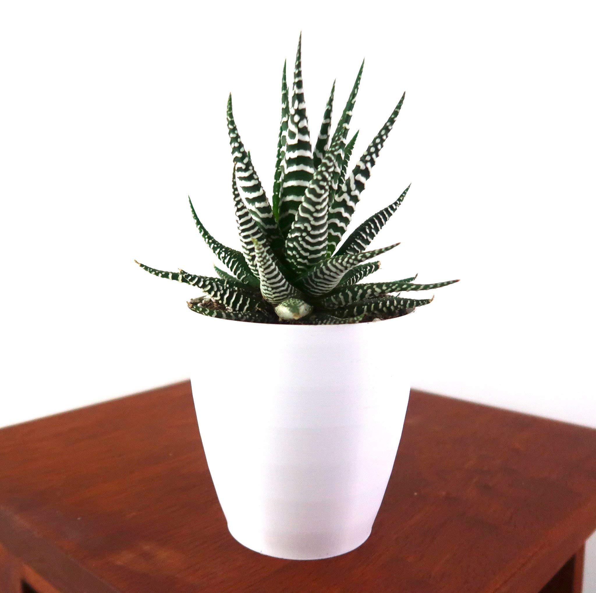 M.D. FARM AND NURSERY|live decorative zebra plant with pot, haworthiya zebra (B08KG41K28) Amazon Price History, Amazon Price Tracker