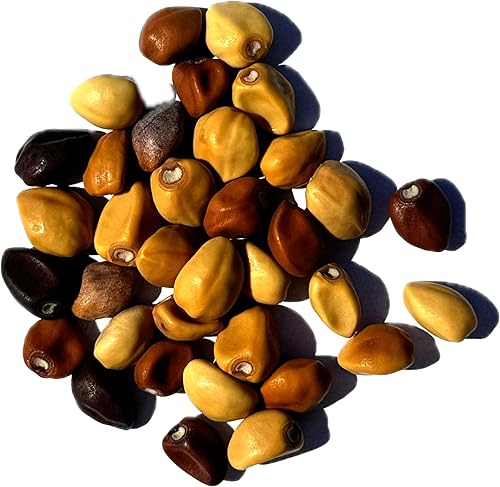 Miniatura 6 de Seed Needs Semillas de flor de luna para plantar flores blancas de verano prolíficas | 1 onza de semillas de vid Ipomoea Alba Las flores de luna