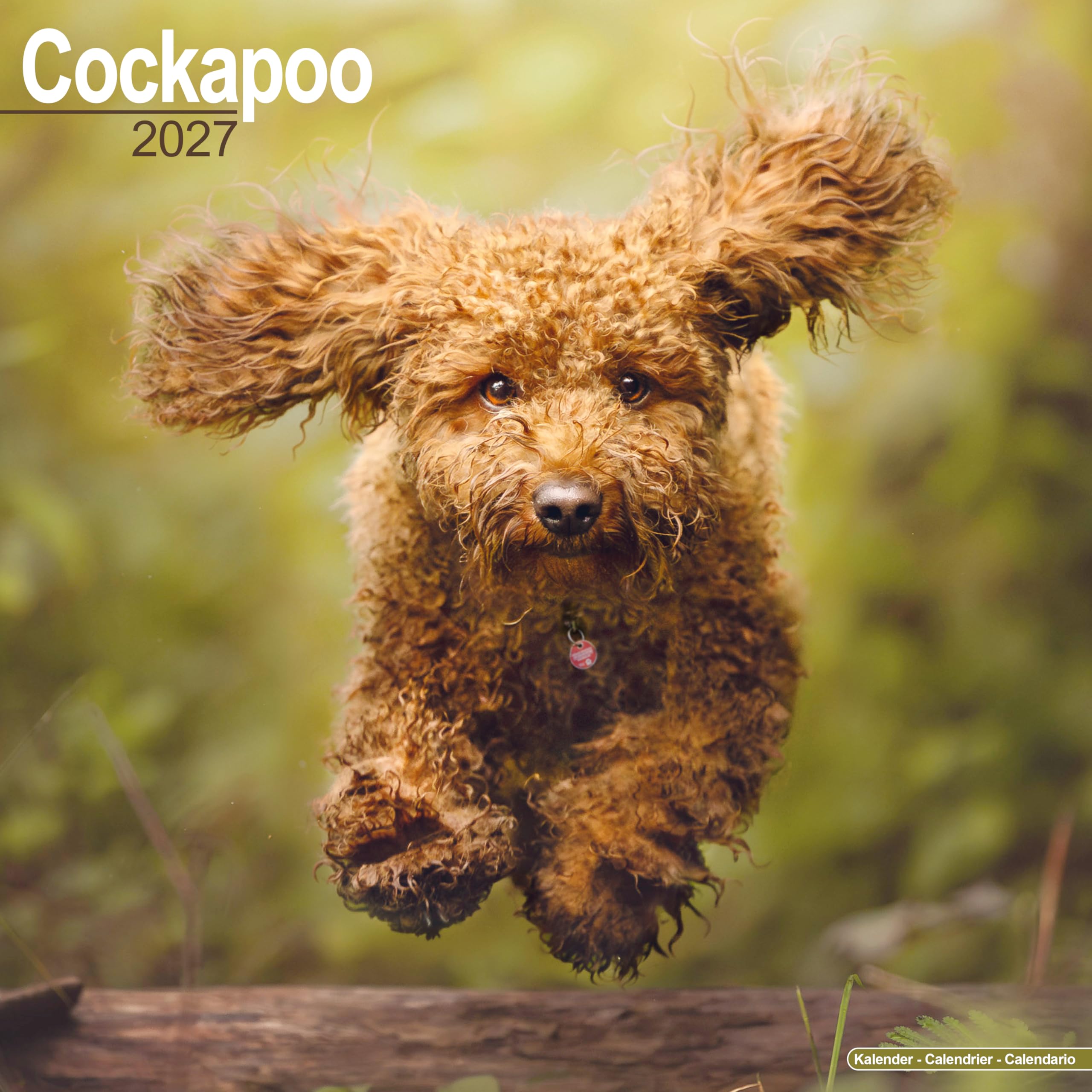 Cockapoo 2027 Calendar | Square Wall Calendar | Dog Breed Gift | Plastic Free Packaging | by Avonside Publishing