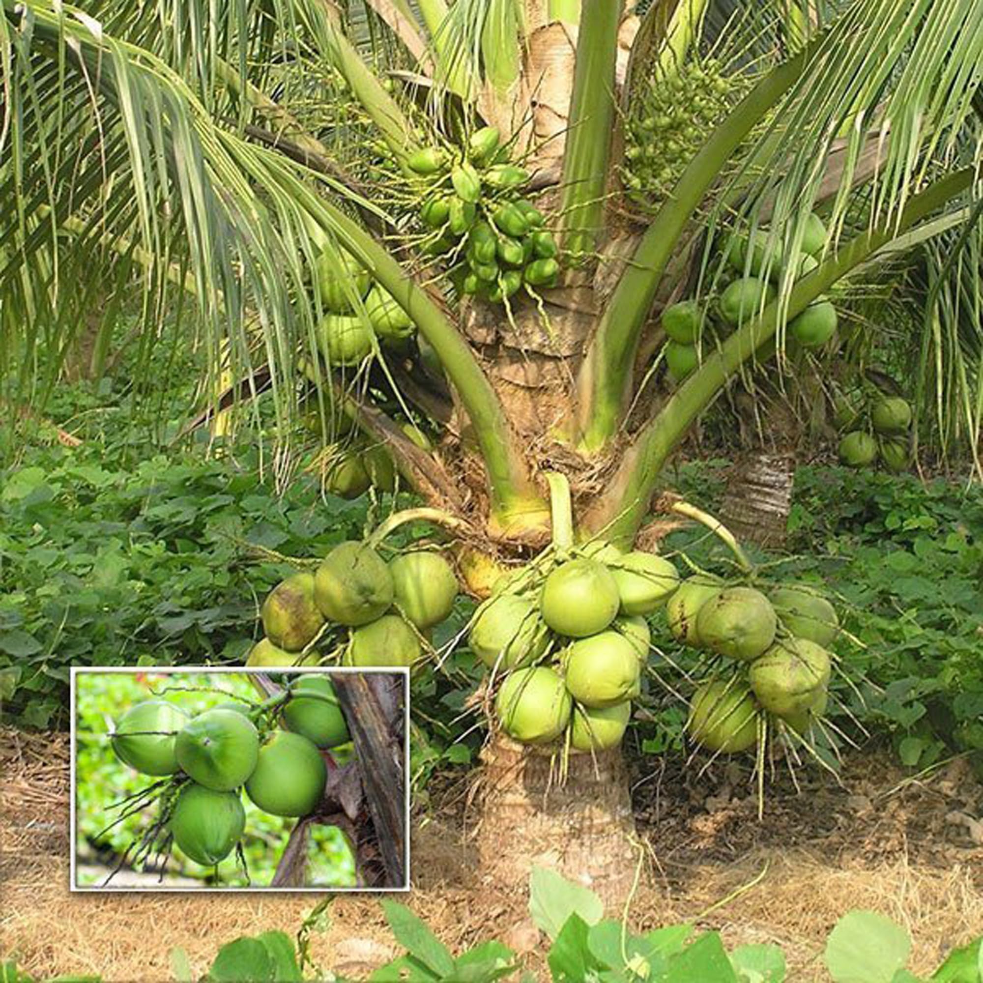 HAPING Kerala Kalpasree Coconut Nariyal Hybrid Dwarf Fruit Live Plant (2-4 Feet Height)