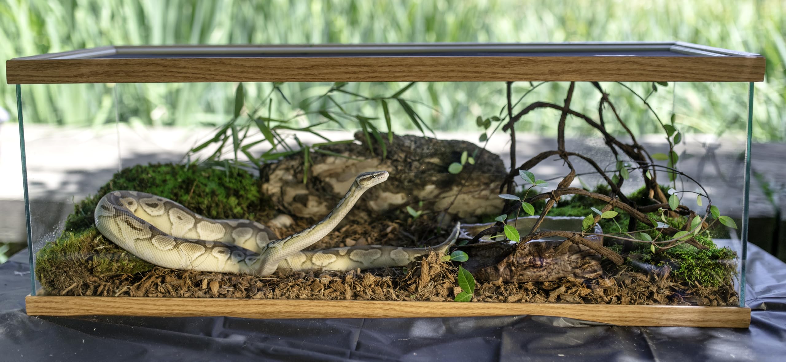 The Bio Dude Terra Flora Bioactive Reptile or Amphibian Substrate 18 quarts for terrariums and vivariums. Great for Poison Dart Frogs, Red Eye Tree Frogs, Crocodile Skinks and Other habitats