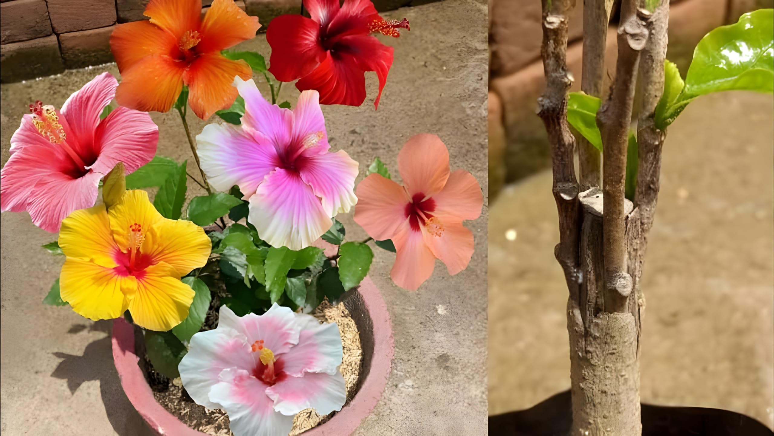 Greenvalue Multi Colour Grafted Hibiscus Flower Healthy Live (4 to 7 Colour In Same Plant) plant Pack of 1 Plant Hight Approx 10-15 inch. (B0CZ7GN317) Amazon Price History, Amazon Price Tracker