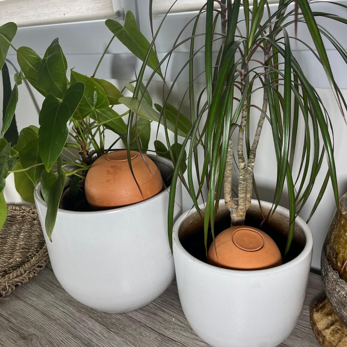 Ollas Discovery Kit - autonomiczne i ekologiczne podlewanie terakoty - naturalne nawadnianie do ogrodu warzywnego i roślin doniczkowych - kompletny zestaw dla początkujących
