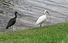 Review Image by Bob C Bob C