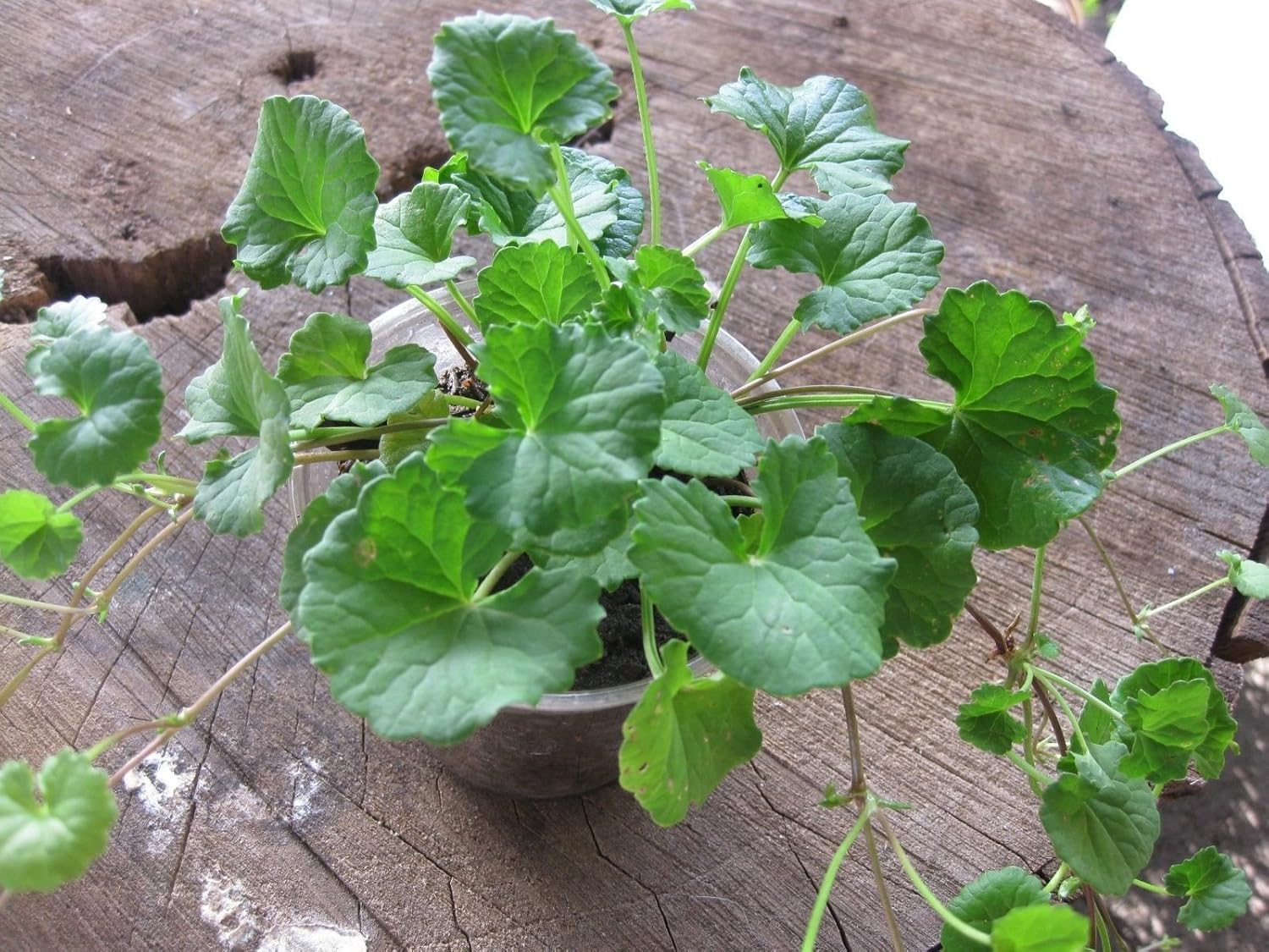 Pennywort - Gotu Kola - Centella Asiatica - Ship in 3" Pot