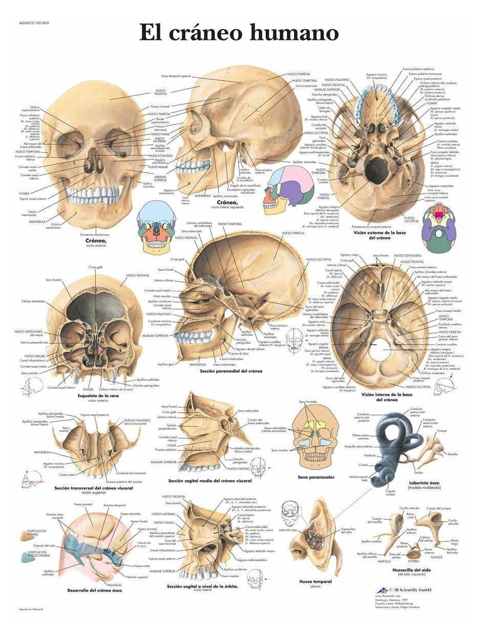 3B Scientific VR3131L Human Skull Anatomical Poster