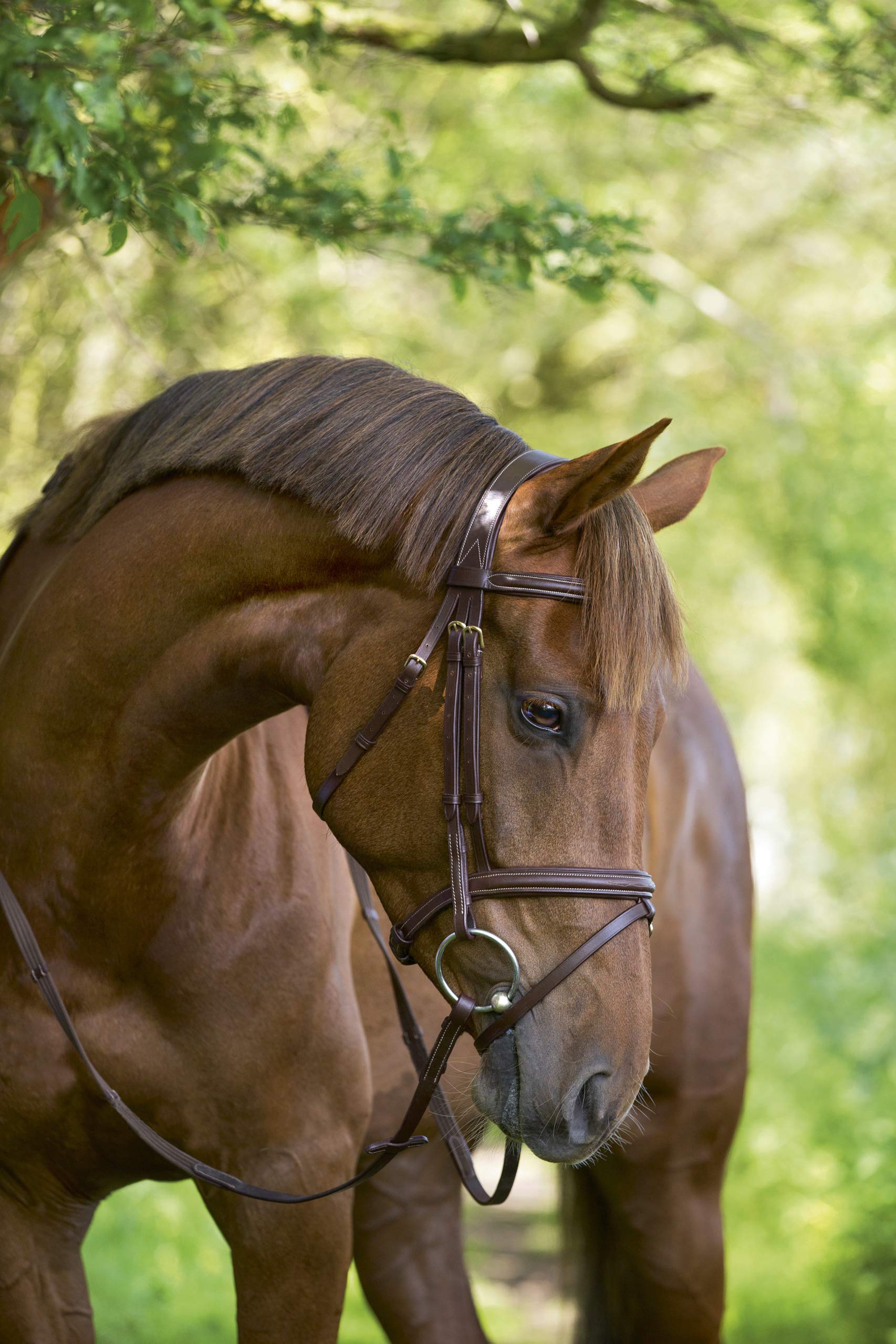 Kerbl Briglia Classic Pony w Pelle Marrone