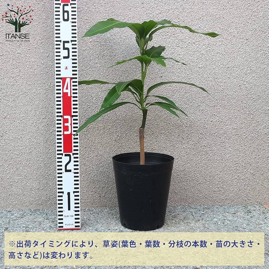 マンゴー。接ぎ木苗。鉢ごと無料で発送致します。 Amazon.co.jp: 赤キンコウマンゴー(赤金煌) 接木苗 全体の高さ