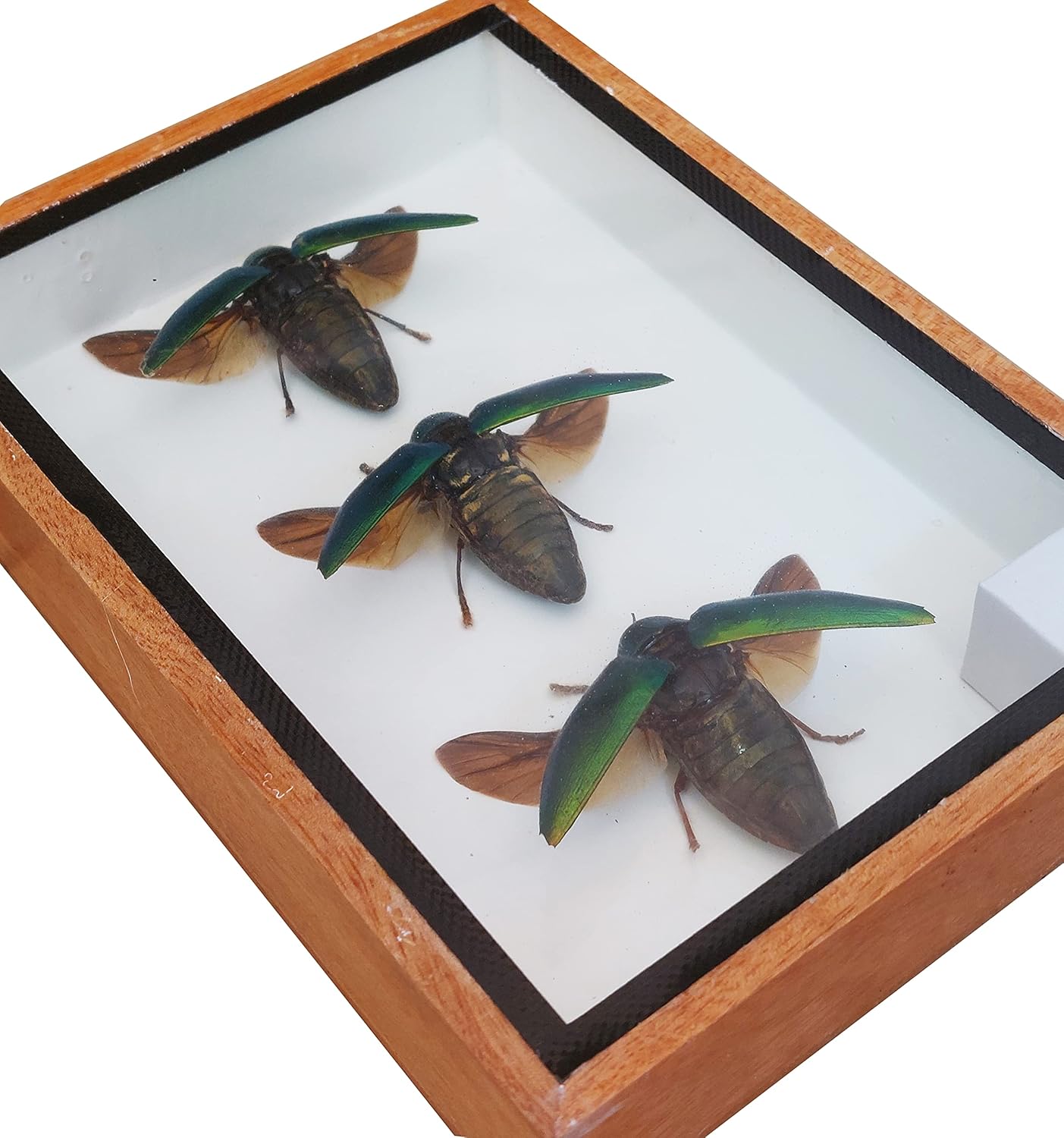 Real 3 Real Jewel Beetles Sternocera Aequisignata Open Wing Insect Taxidermy in Wood Box Display for Collectibles