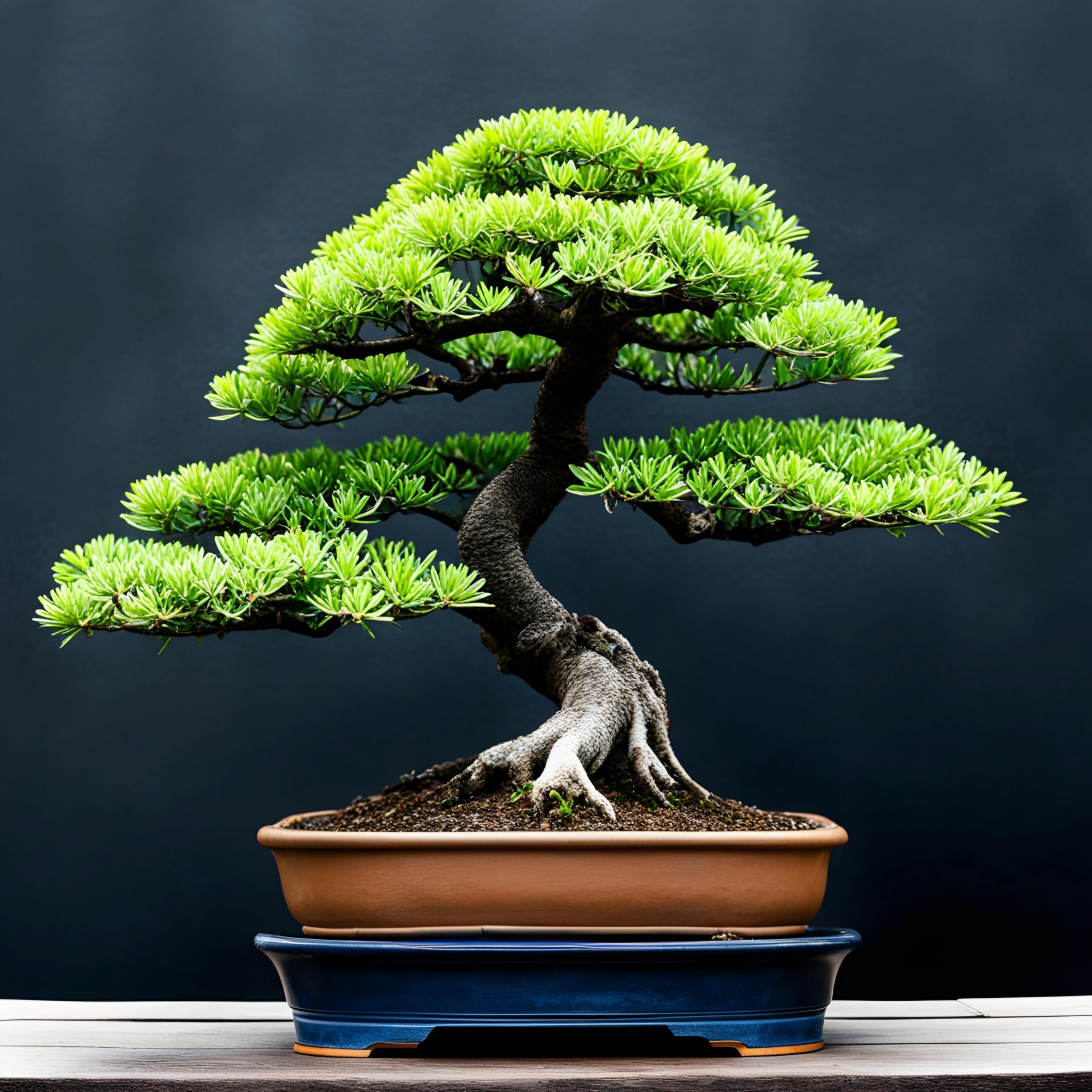 Amazon.com : 30 Japanese Larch Bonsai Tree Seeds for Planting