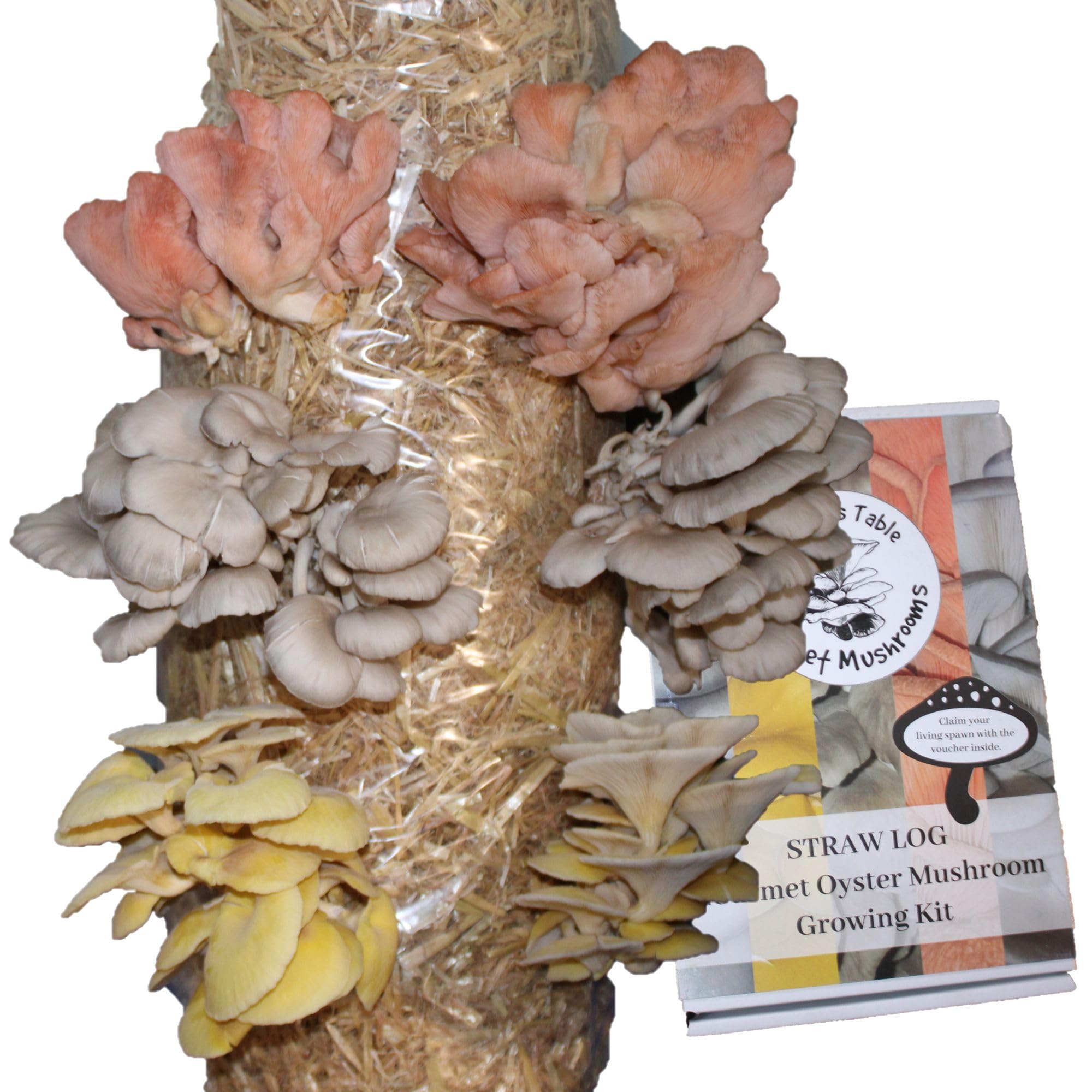 Mushroom Growing Kit, Pink, Gold & Blue Oyster Mushroom Grow Kit, Straw Included, Grow Your Own, Fun & Delicious to Eat, Includes Voucher to Claim Living Spawn Separately for Better Yield and Gifting