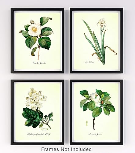 Vintage White Floral Set No.17 Botanical Wall Art Prints - Set of 4 8x10 UNFRAMED Antique Cottagecore Decor Redoute Illustrations.