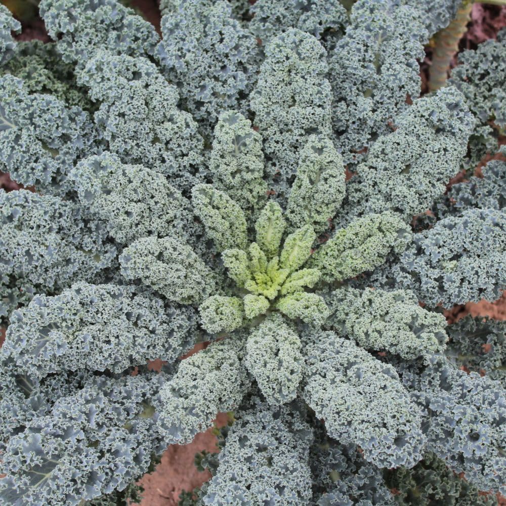 Kale ‘Eden’ F1 Seeds – Hardy Curly Kale, Tender Midribs, Continuous Leaf Harvest, Resistant to Bolting – Ideal for Autumn & Winter Growing, 1 x Packet 25 Seeds, By Thompson & Morgan