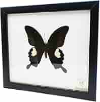 Papilio blumei 蝶の標本 Papilio blumei 蝶の標本 Papilio blumei 蝶の標本