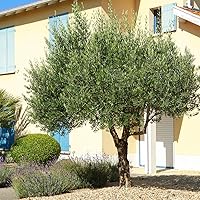Vista 6 de Perfect Plants Planta viva de oliva arbequina, 2-3 pies, incluye guía de cuidado