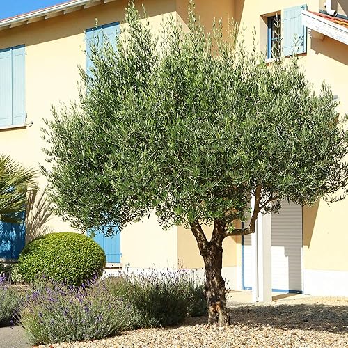 Miniatura 6 de Perfect Plants Planta viva de oliva arbequina, 2-3 pies, incluye guía de cuidado