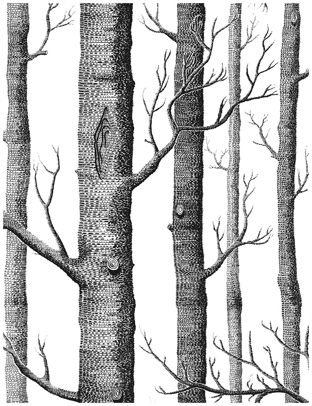 Haokhome 10011 Modern Birch Tree Wallpaper Non Woven Forest Trunk