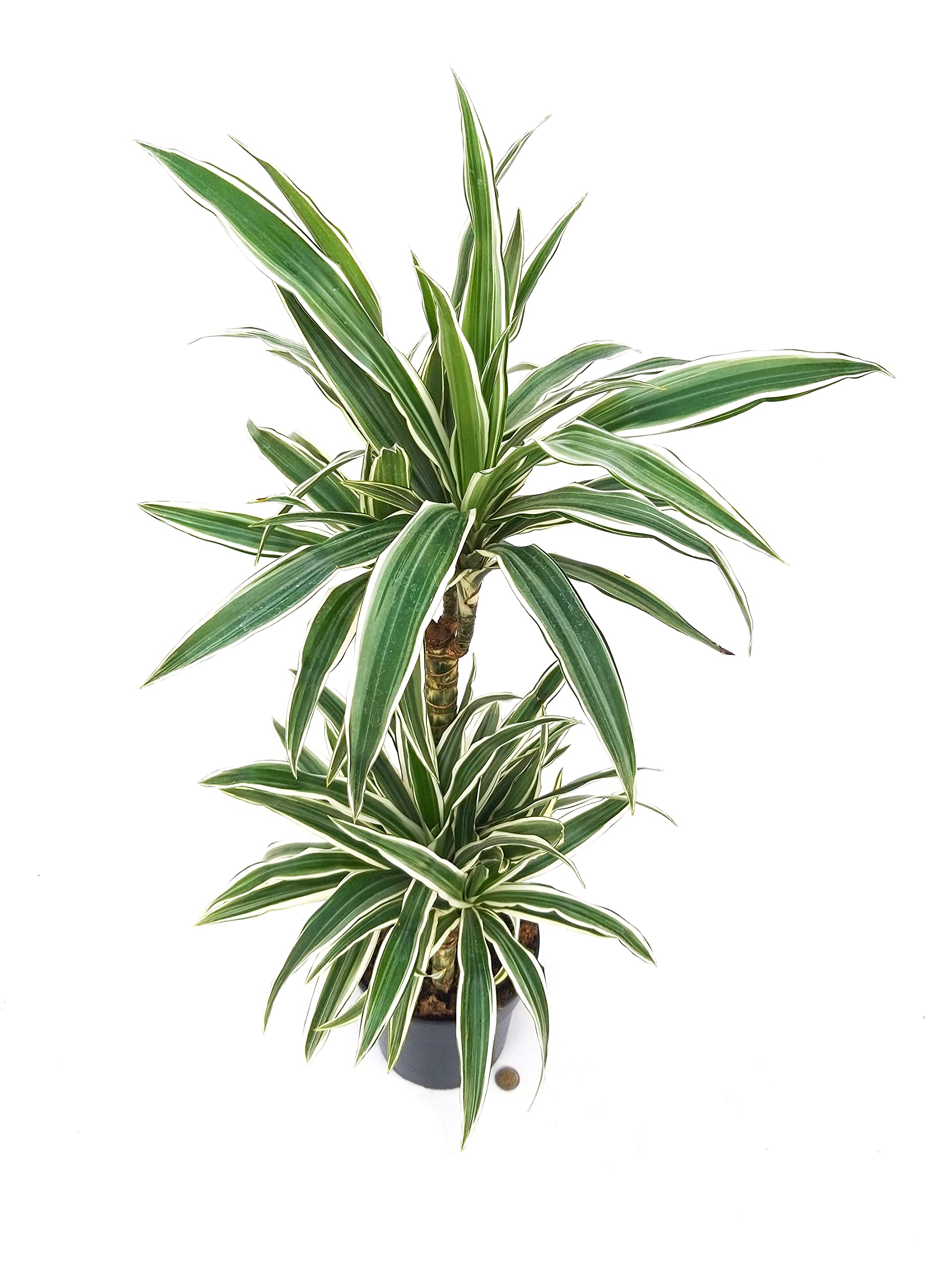 POWERS TO FLOWERS - DRACENA WHITE, 2 TRONCHI, pianta vera