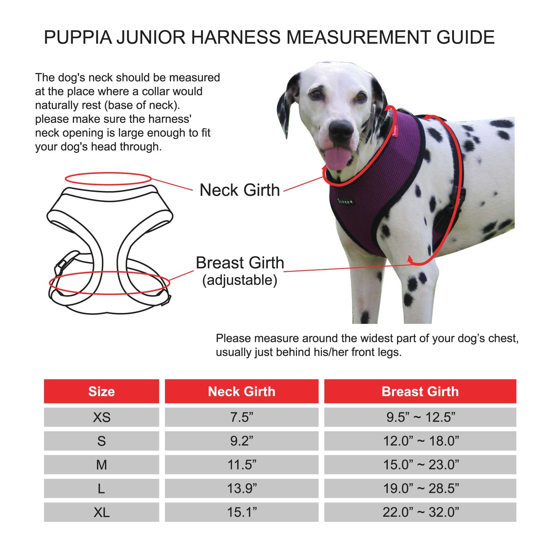 HARNESS JUNIOR A BEIGE L