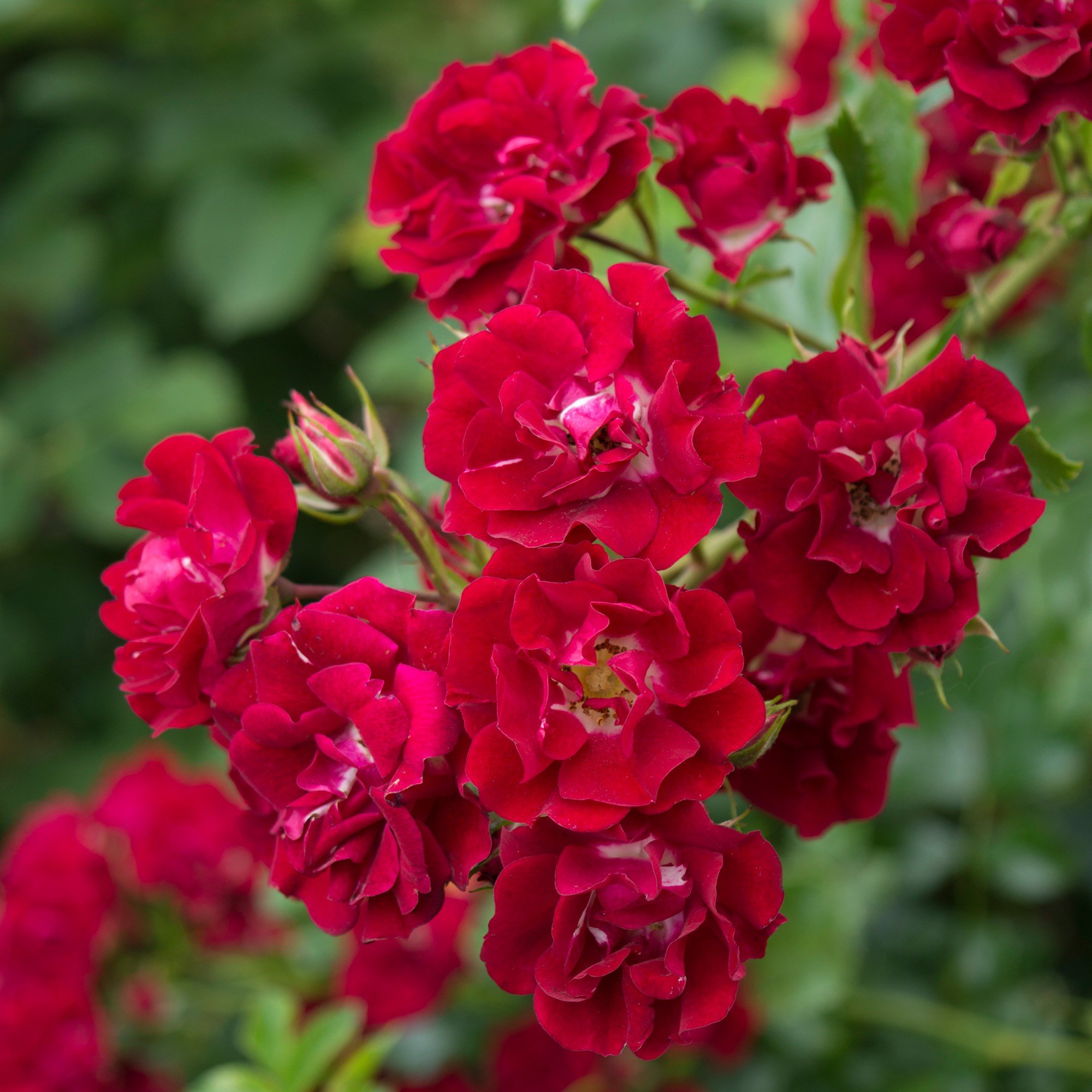 Buy Rare Grafted Rambling Rose Live Plant 