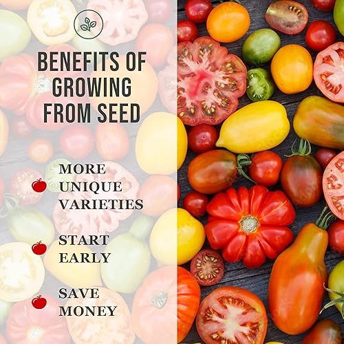 Miniatura 5 de Sow Right Seeds - Semillas de pepino Marketmore para plantar - Paquete de reliquia sin OMG con instrucciones para plantar y cultivar un huerto