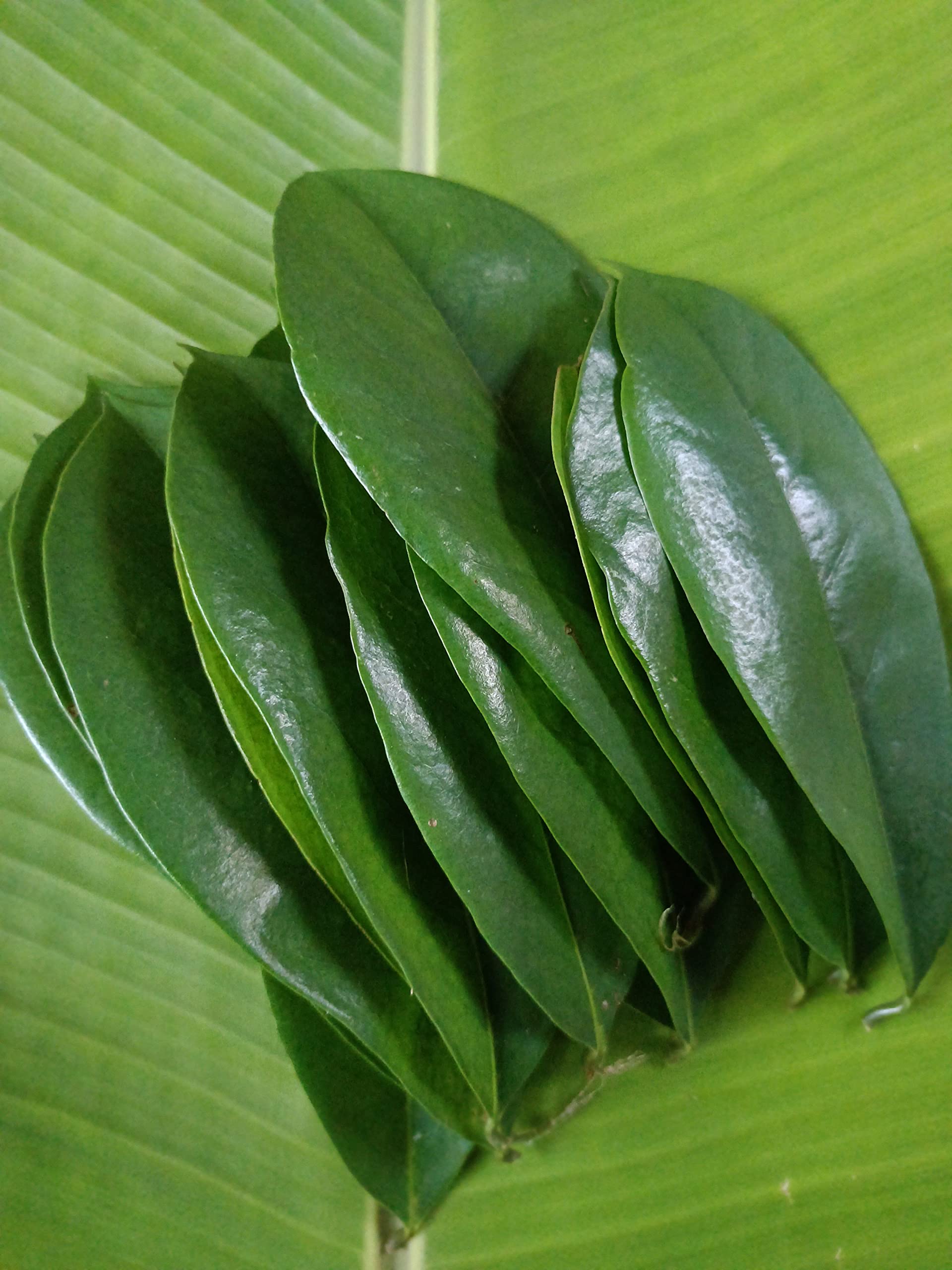 See full amazon price history chart for Chennai BalaHerbs Soursop 100 Green Fresh Leaves/Mulseetha Leaves/Graviola Leaves/Natural and Organic Fresh Leaves For Healthy Green Tea Chennai BalaHerbs Soursop 100 Green Fresh Leaves/Mulseetha Leaves/Graviola Leaves/Natural and Organic Fresh Leaves For Healthy Green Tea (B0BXB64GND) Amazon Price History, Amazon Price Tracker