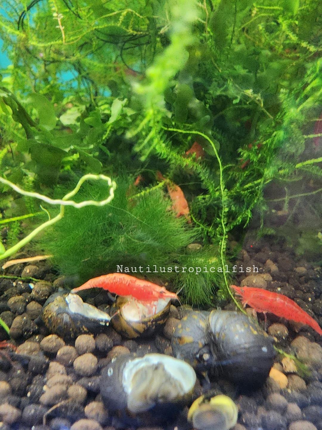 10 Cherry Shrimp high grade