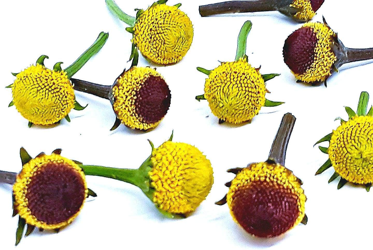 Szechuan flowers,Paracress (Buzz buttons) Acmella oleracea: 50/50 mixture. 60 fresh individual flowers.