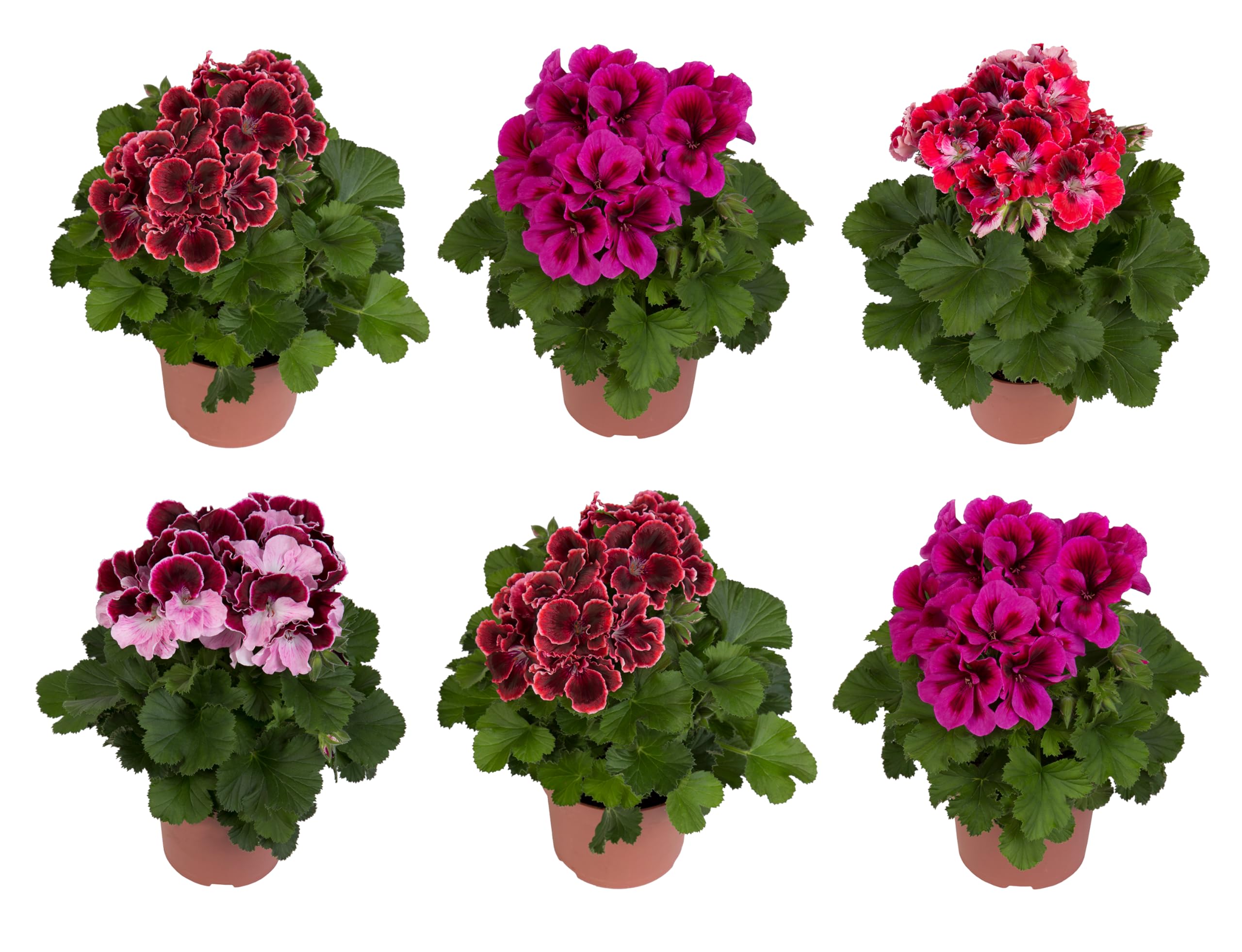 Pelargonium geranios naturales plantas de exterior resistentes sol pack de 6