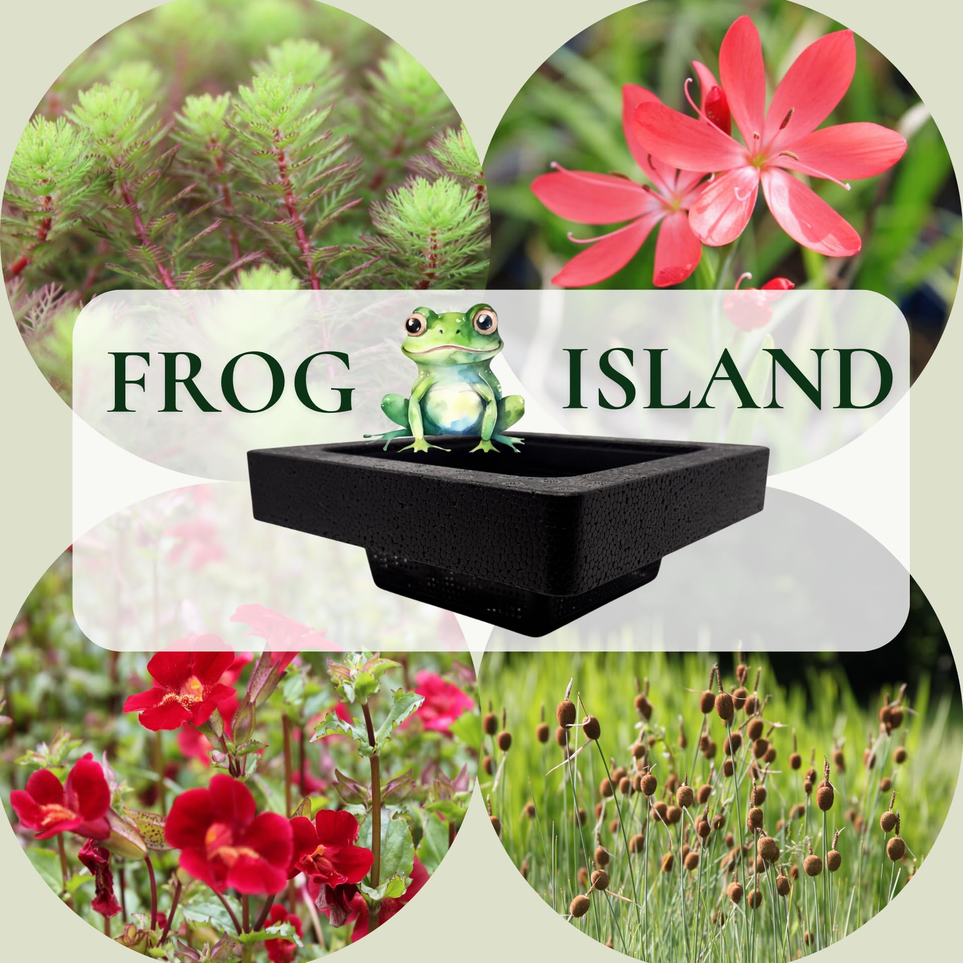 FROG-ISLAND rot - SCHWIMMINSEL inklusive Pflanzen - REIHERSCHUTZ - 4er-Mix mit Pflanzinsel - QUALITÄTSSTAUDEN im Pflanzkorb - Frosch-Insel für Gartenteich