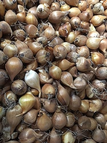 Miniatura 4 de Votaniki Bulbos de flores de iris holandeses  Bombillas de iris mixtos - Perfecto para plantar en otoño  Larga duración - Bombillas de flores de