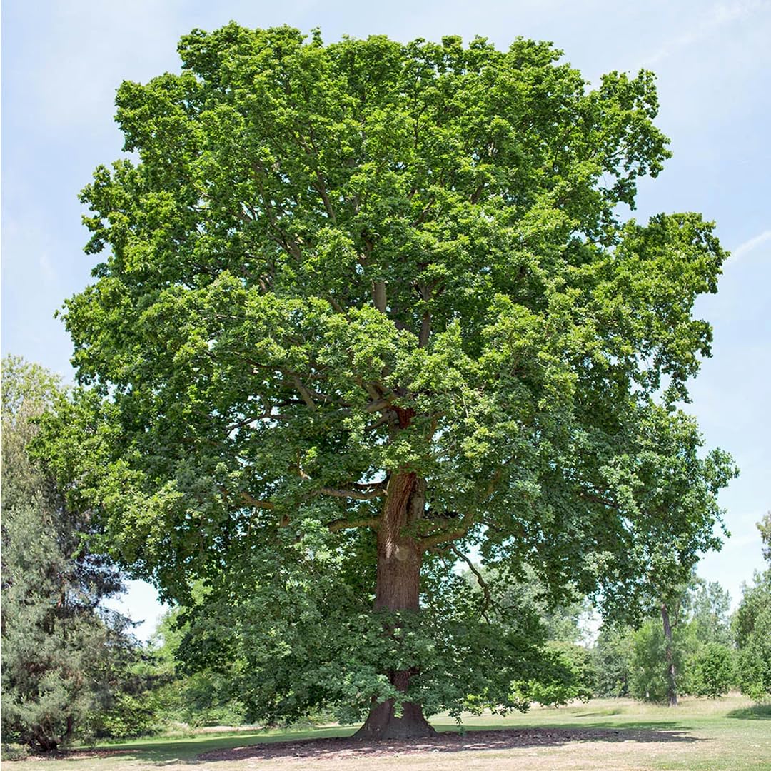 Quercia rossa americana "Quercus rubra" quercia scarlatta pianta in vaso ø19 h. 120/150 cm Vivaio di Castelletto
