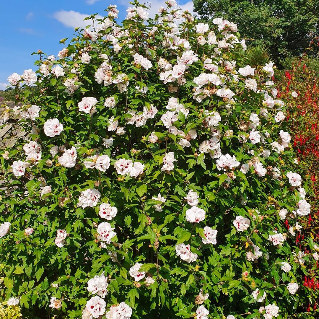 Hibiscus Rose of Sharon Plant Live, 4" Potted Althea Syriacus Flowers for Spring Planting, Hardy Shrub with Vibrant Blooms (White)