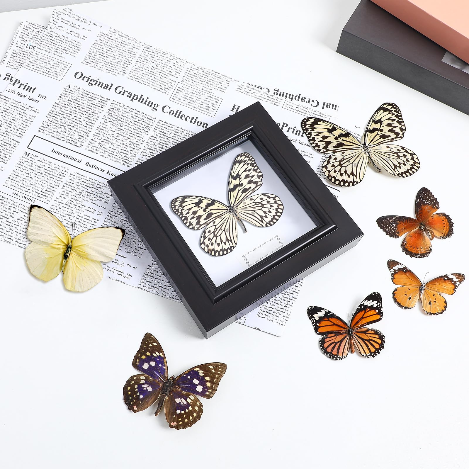 Set 6 Farfalle Naturali Specimen Decorativi per Casa, Accessori Scientifici e Oggetti Decorativi la Parete, Idee Regalo e Educazione Scientifica