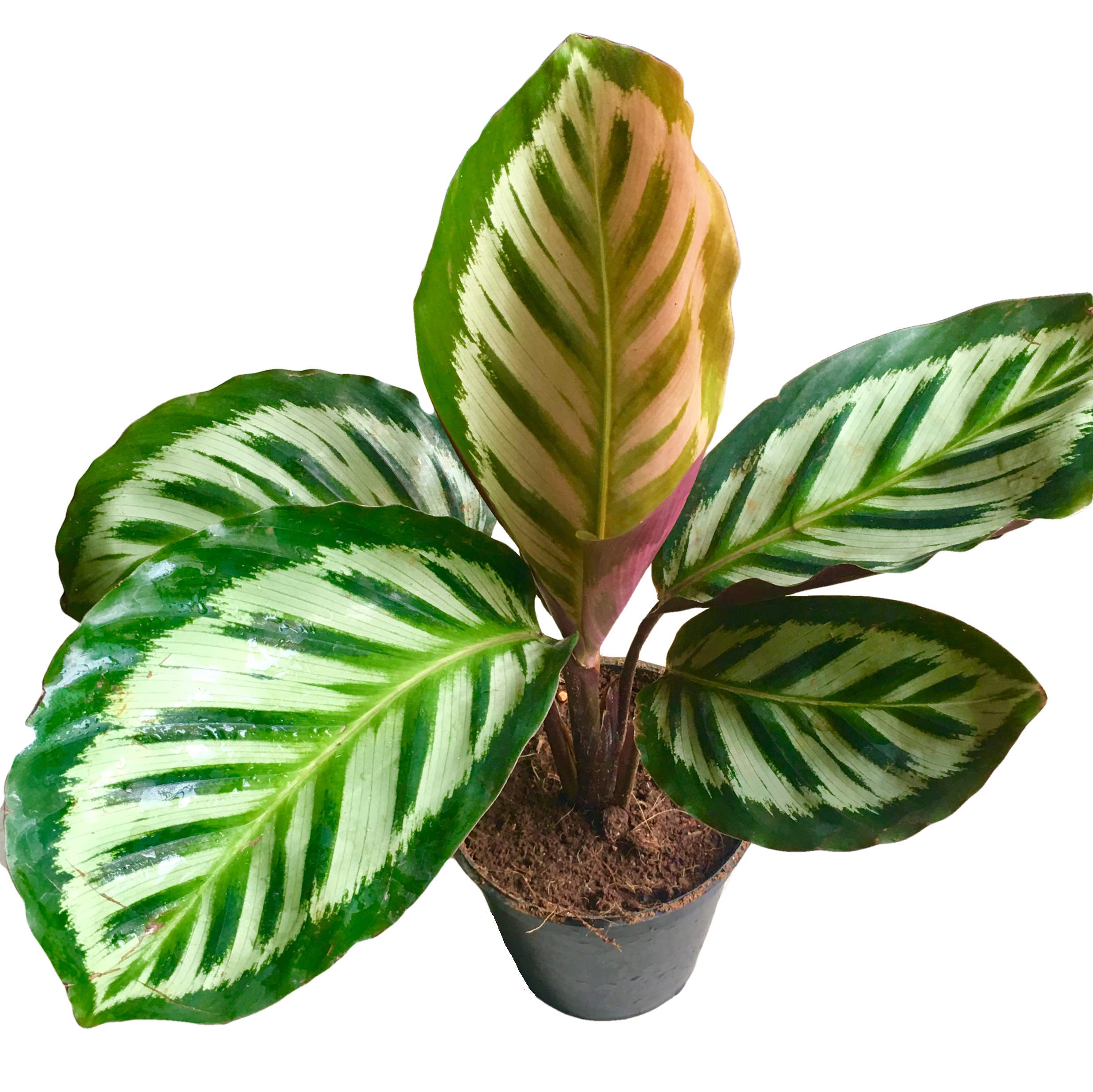 See full amazon price history chart for The Four Seasons Calathea Roseopicta Cora Rare Imported Variety Live Plant in Pot The Four Seasons Calathea Roseopicta Cora Rare Imported Variety Live Plant in Pot (B07VF21JR7) Amazon Price History, Amazon Price Tracker