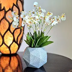 Orquídeas- Arranjo Maresias com orquídeas chuva de Ouro brancas com vaso cinza.