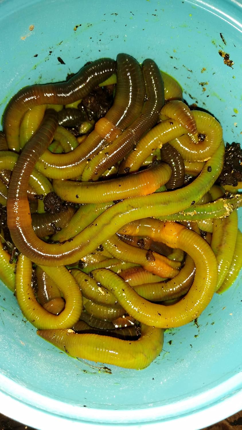 5 LBS. Green Canadian Nightcrawlers (4-6 inch) Approx. 500 Worms Treated with Worm-Glo Fishing Bait