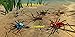 Life of Phrynus - Whip Spider