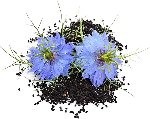 Aceite de semilla negra – Botella de vidrio – 100% puro y prensado en frío – Semilla importada de la India de 16 onzas – prensado en frío en Nueva