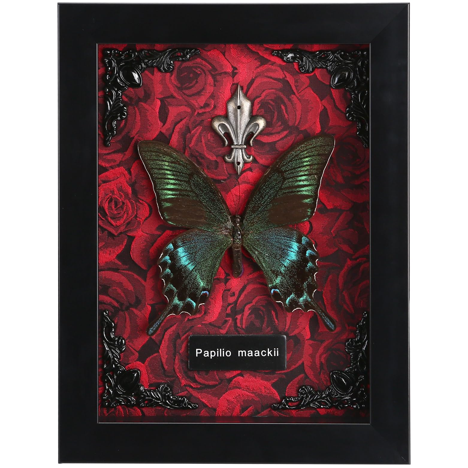 Real Butterfly Framed Butterfly Taxidermy - Butterfly Shadow Box, Real Framed Butterflies in a Box for Gothic Home Decor Aesthetic (C_Alpine Black
