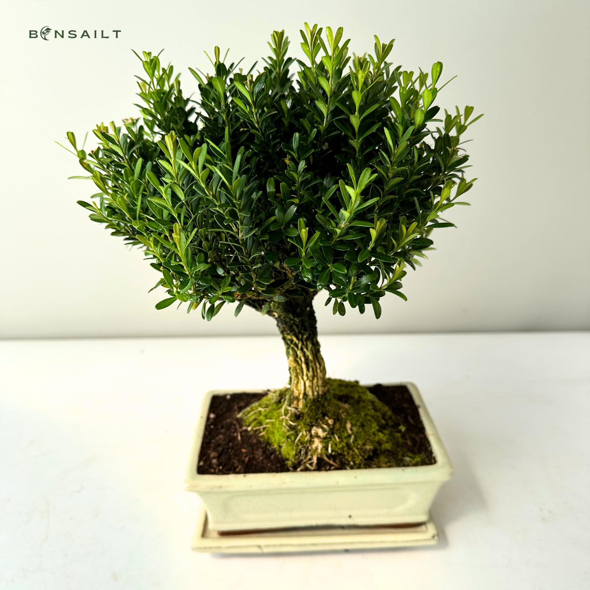 Bonsai Tree with Ceramic Flower Pot  Ligustrum, Ficus, Carmona,  Podocarpus, Chinese Elm  Approx. 69 Years (Buxus P20, 20 cm Bowl Approx.  8 Years) Boxwood. : Amazon.de: Garden