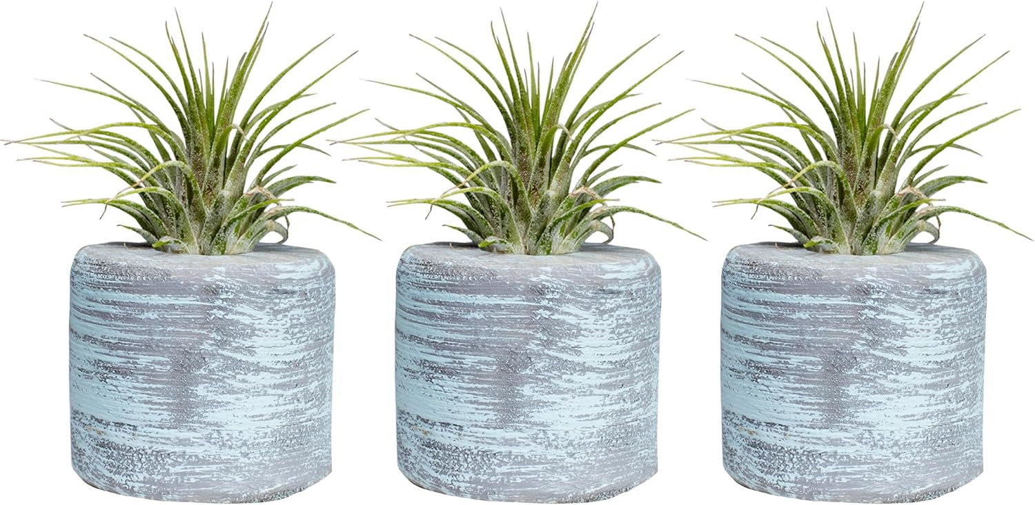 3 Decorative Barrel Airplant Holders + 3 Free Tillandsia airplants-Kitchen, Bedroom, Bathroom, Office, Weddings, and Baby Showers-Made in The USA with red Cedar. (White Grey)
