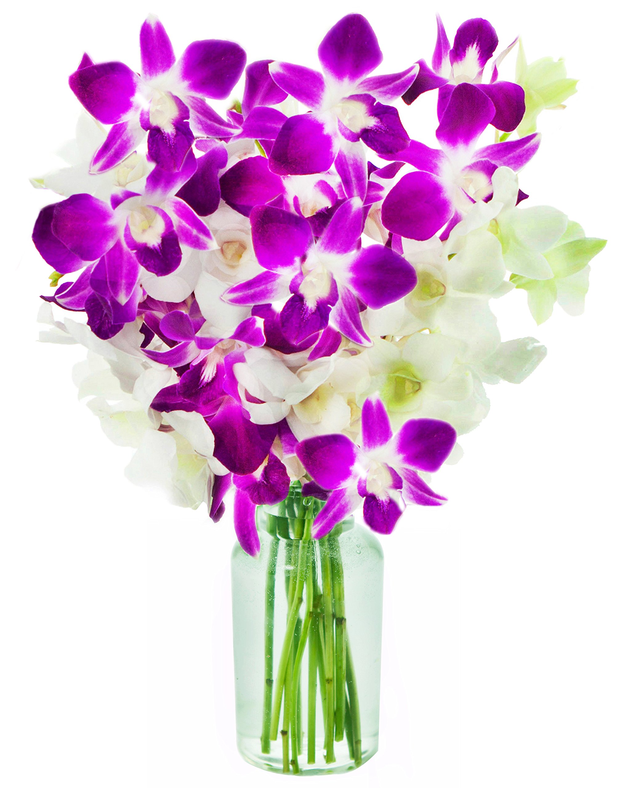KaBloom Flowers - Exotic Opal Orchid Bouquet of Purple and White Orchids with Vase - Gift for Birthday, Sympathy, Anniversary, Get Well, Thank You, Valentine, Mother’s Day Fresh Flowers