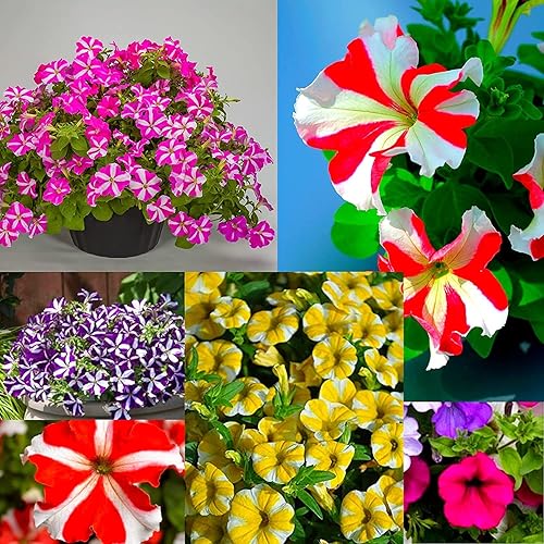 Miniatura 2 de Semillas mixtas de flores de petunia para plantar, 100 semillas, sin OMG, semillas raras para plantar jardín en casa, semillas, elección de