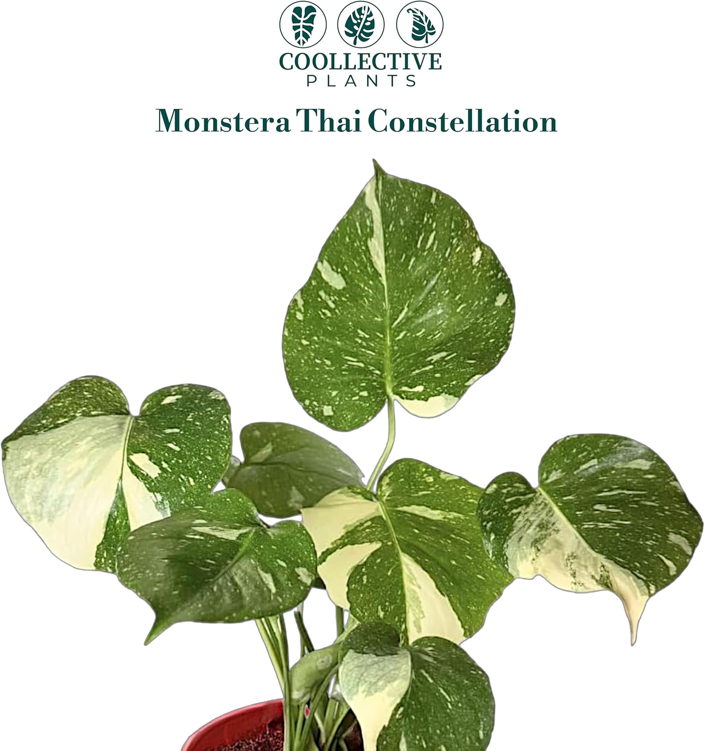 CoollectivePlants Monstera Thai Constellation – Live Variegated Indoor Plant in 6″ Grower Pot, Easy Care Tropical Houseplant, Thai Constellation Monstera for Home or Office Décor
