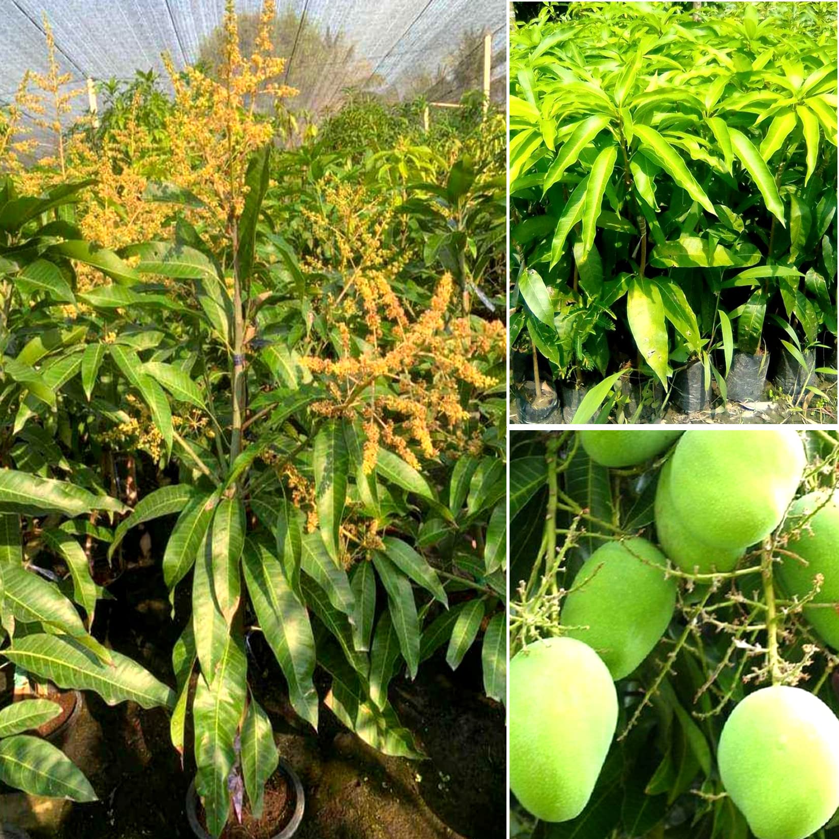 See full amazon price history chart for AGRO ALIVE Vastra All time Mango plant Vastara Variety (Grafted) mango Plants & Tree(1.5-2 Ft Size) AGRO ALIVE Vastra All time Mango plant Vastara Variety (Grafted) mango Plants & Tree(1.5-2 Ft Size) (B0BRYCYTVC) Amazon Price History, Amazon Price Tracker