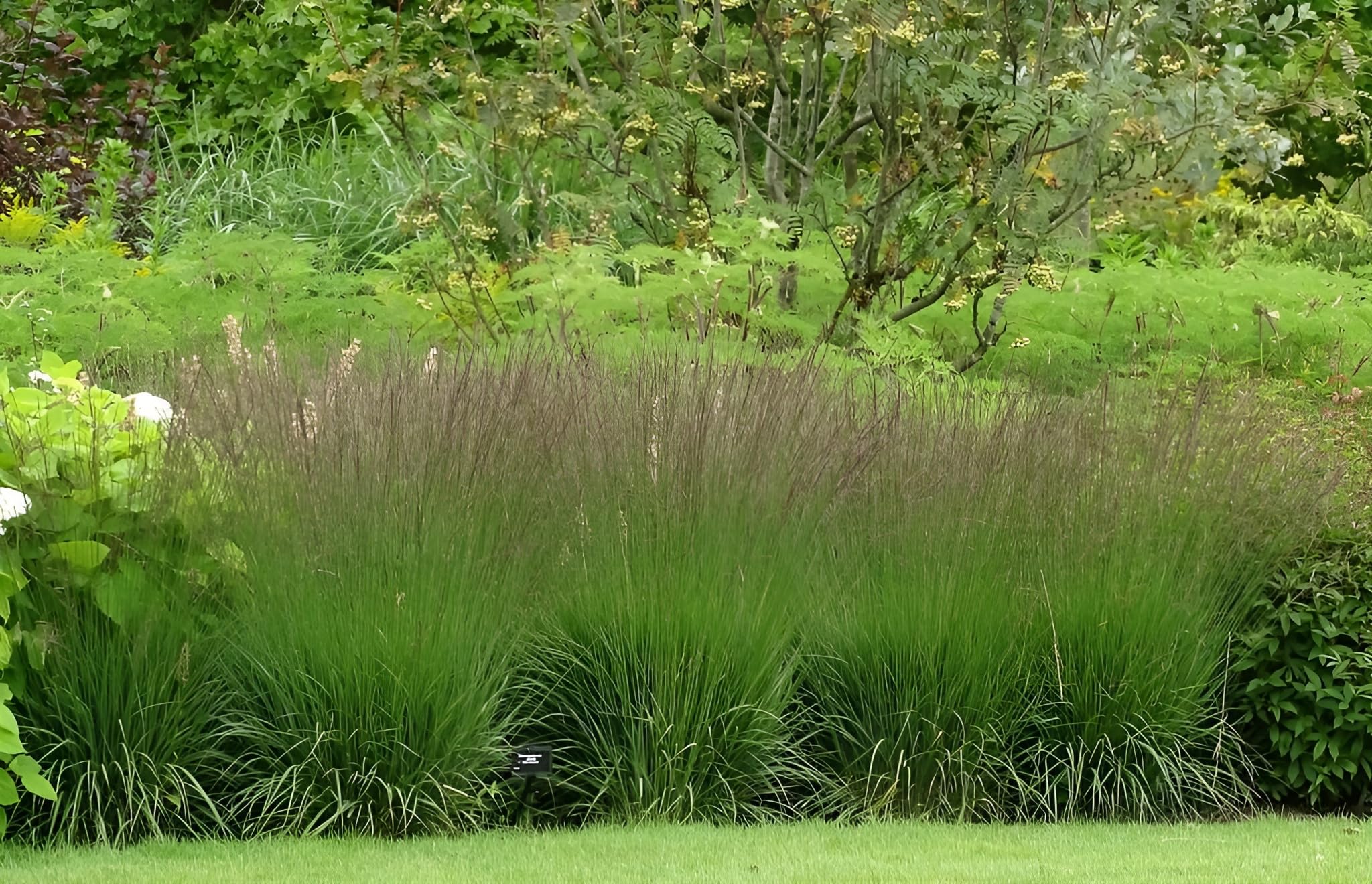 Stauden Gänge 10 x Molinia caerulea 'Edith Dudszus' Kleines Pfeifengras
