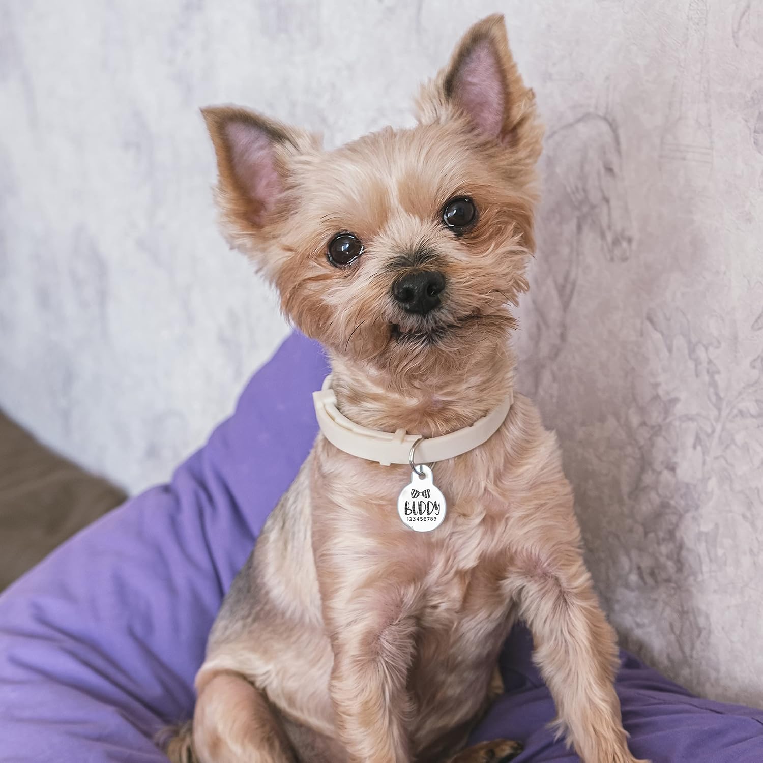 Stainless Steel Engraved Pet ID Tags for Dogs - 4 Color & 5 Shape Options, Up to 7 Lines, Personalized w/ 20 Icons, Name, Address, Phone Number #Bone : Pet Supplies