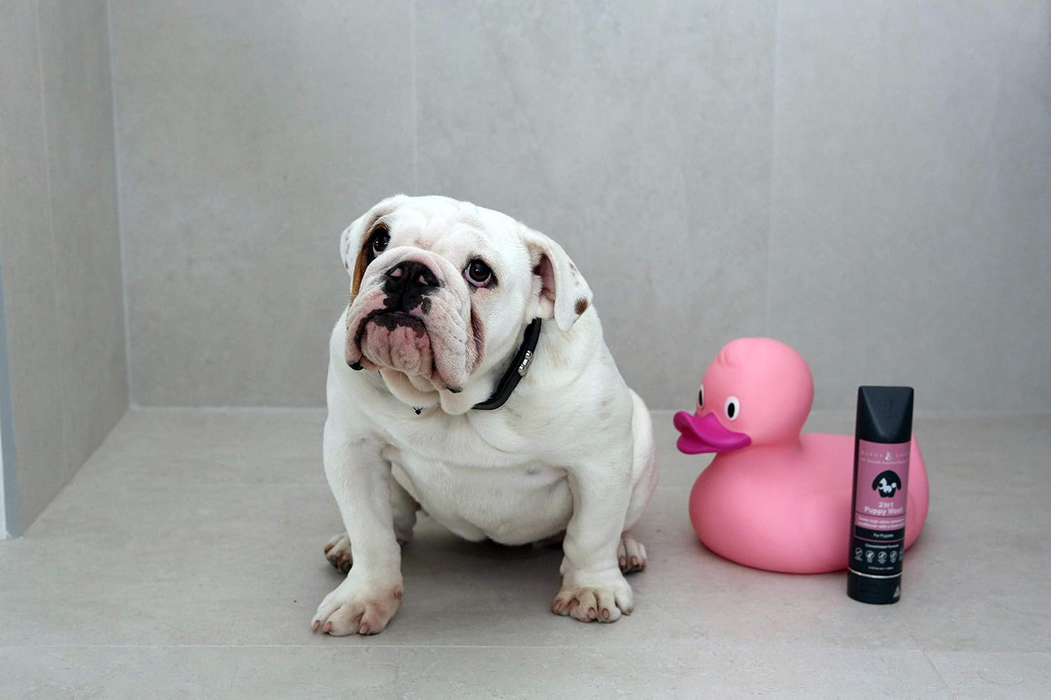 Rufus & Coco Natural Oatmeal Dog Shampoo and Conditioner for Sensitive Skin| Sulfate & Paraben Free | pH Balanced | Hypoallergenic Fresh Fragrance | Safe for all Dogs image 4