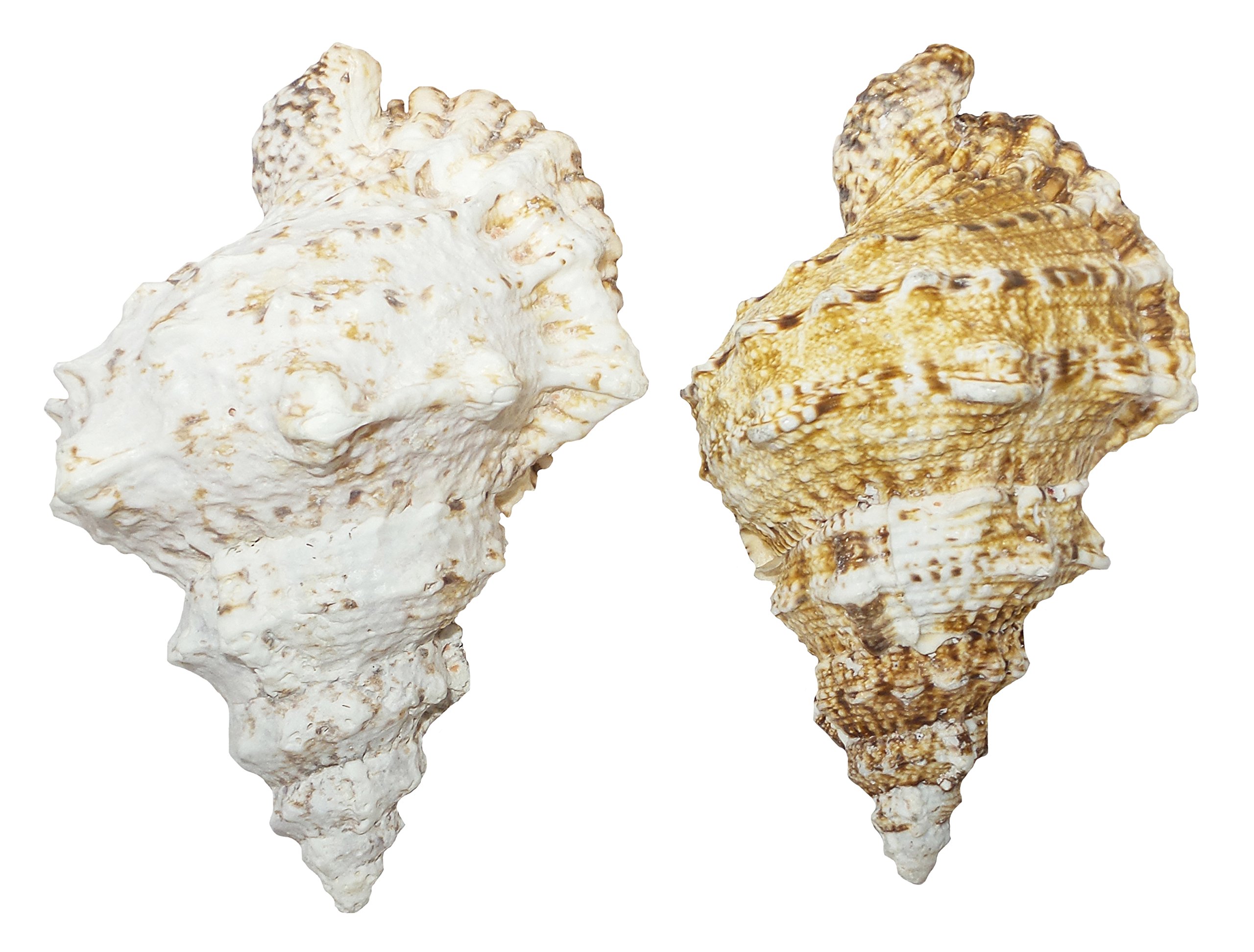 U.S. Shell, Inc, Giant Frog, 6 to 7 inches, 6"-7"